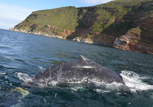 The South African Whale Disentanglement Network (SAWDN)